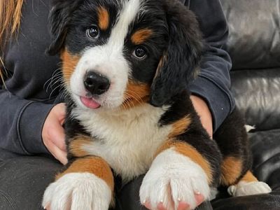 High Quality Bernese Mountain Puppy dog, Champion lines, OFA test and dna test done