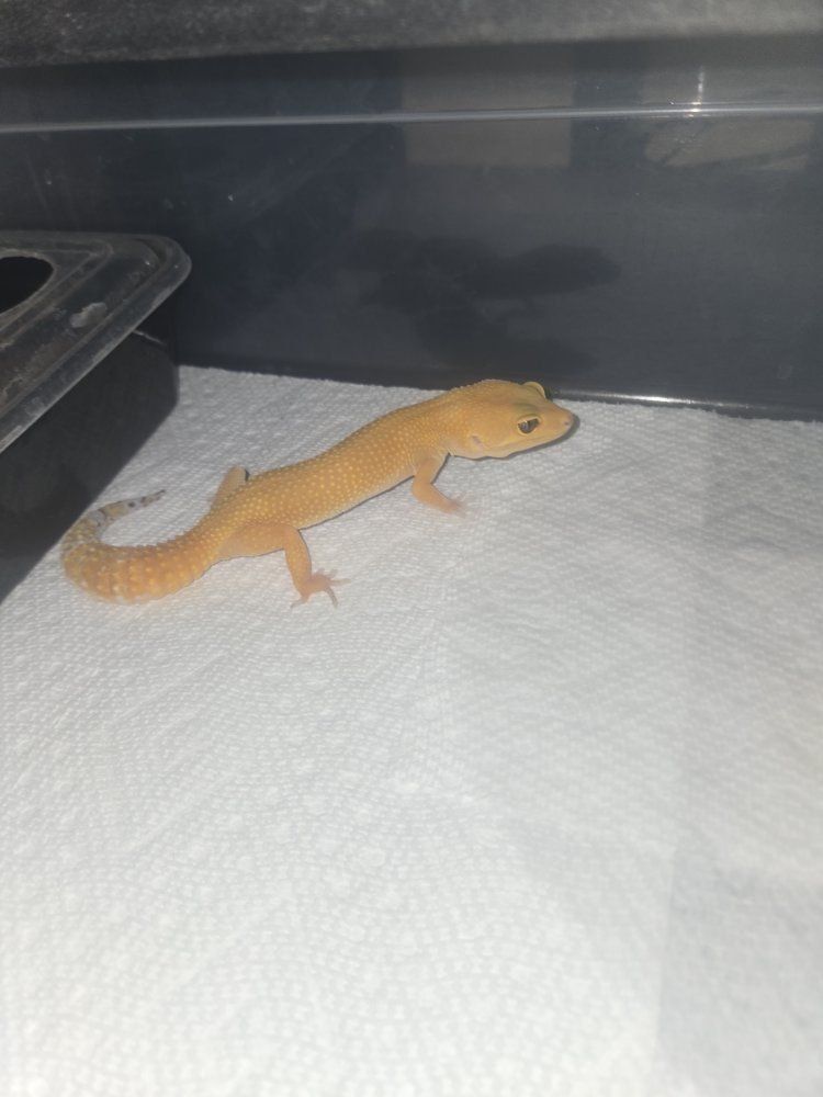 Leopard Gecko (Tangarine Morphs) - Healthy & Active