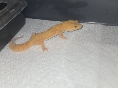 Leopard Gecko (Tangarine Morphs) - Healthy & Active