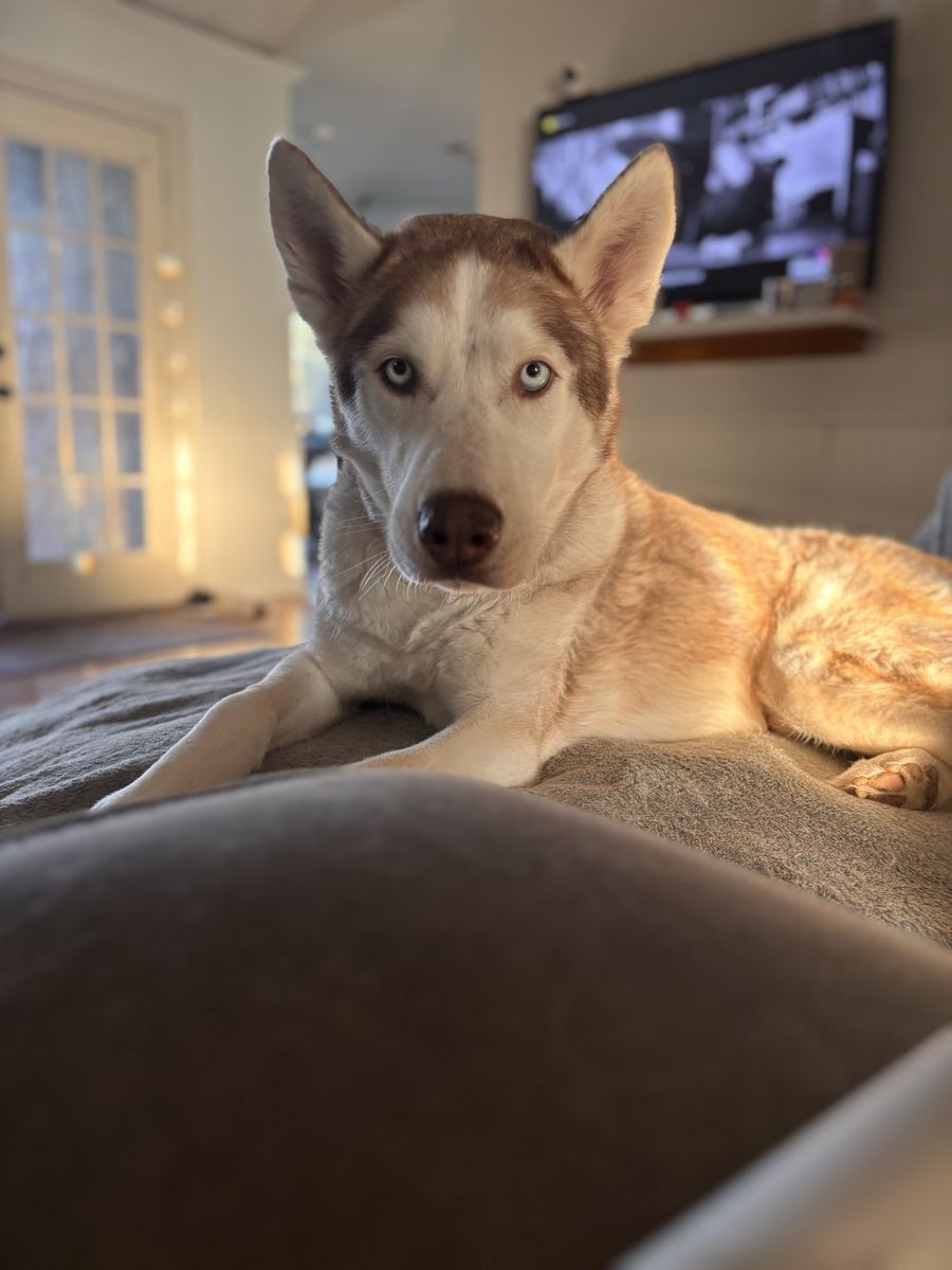 Baloo - 5 year old Husky