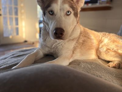 Baloo - 5 year old Husky