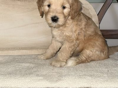 Mini Goldendoodle Puppy- Ready Now