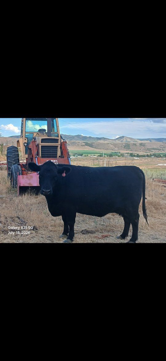 2 yr old lowline and calves