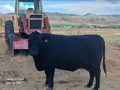 2 yr old lowline and calves
