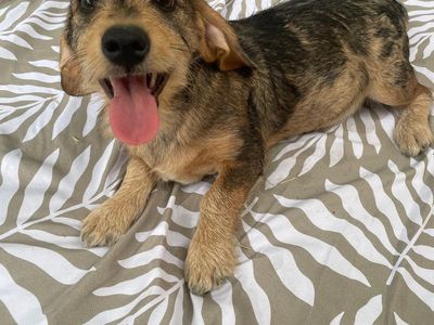 Schnauzer mix puppies