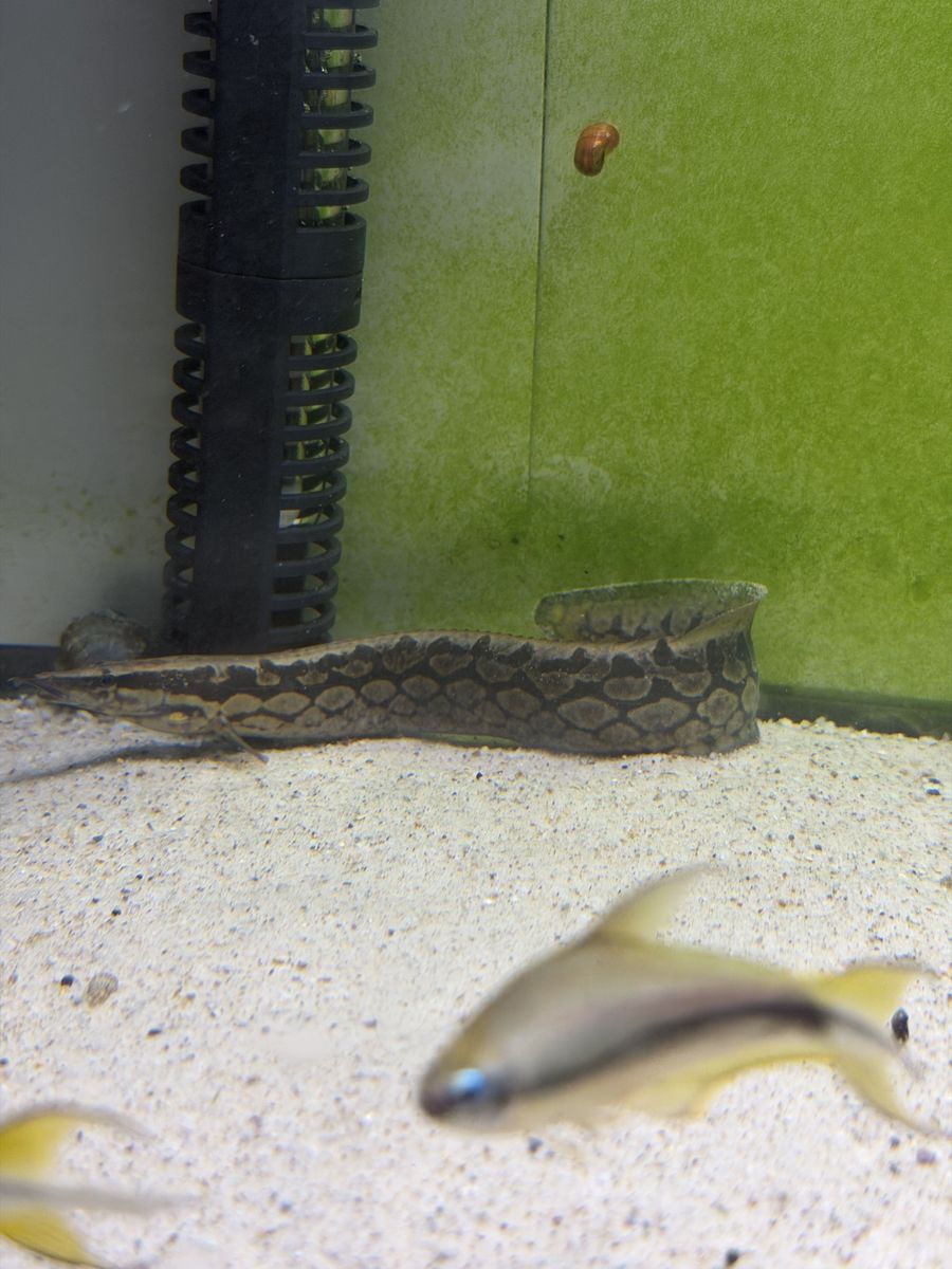 Tire track eel