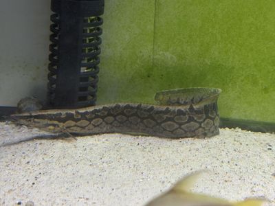 Tire track eel