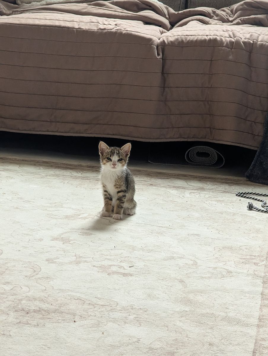 Free Kittens - Ready for a Loving Home