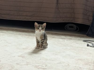 Free Kittens - Ready for a Loving Home
