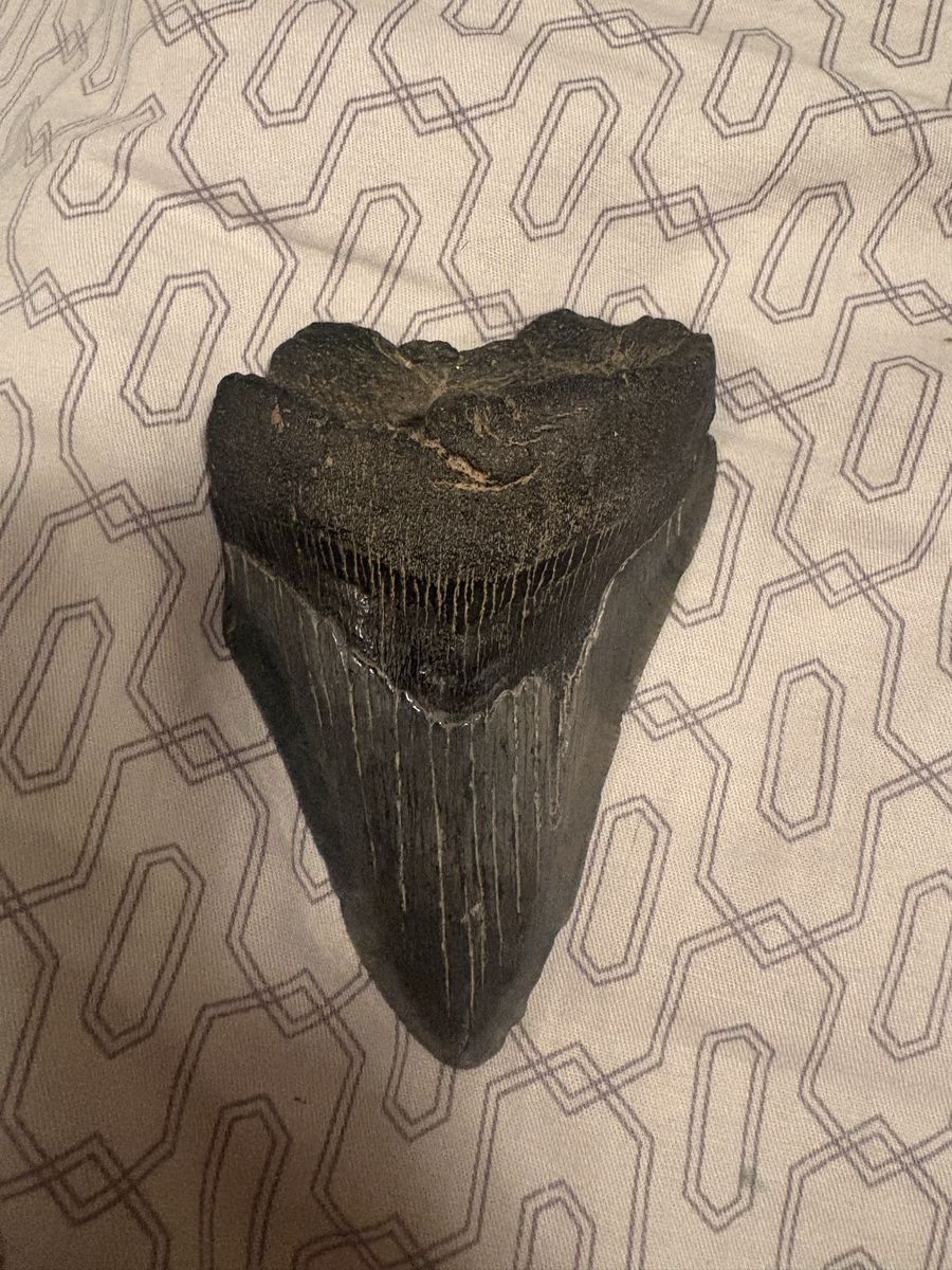 Real Megalodon Tooth