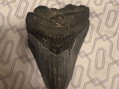 Real Megalodon Tooth