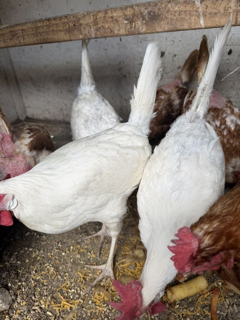 3 White Leghorn Hens