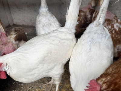 3 White Leghorn Hens