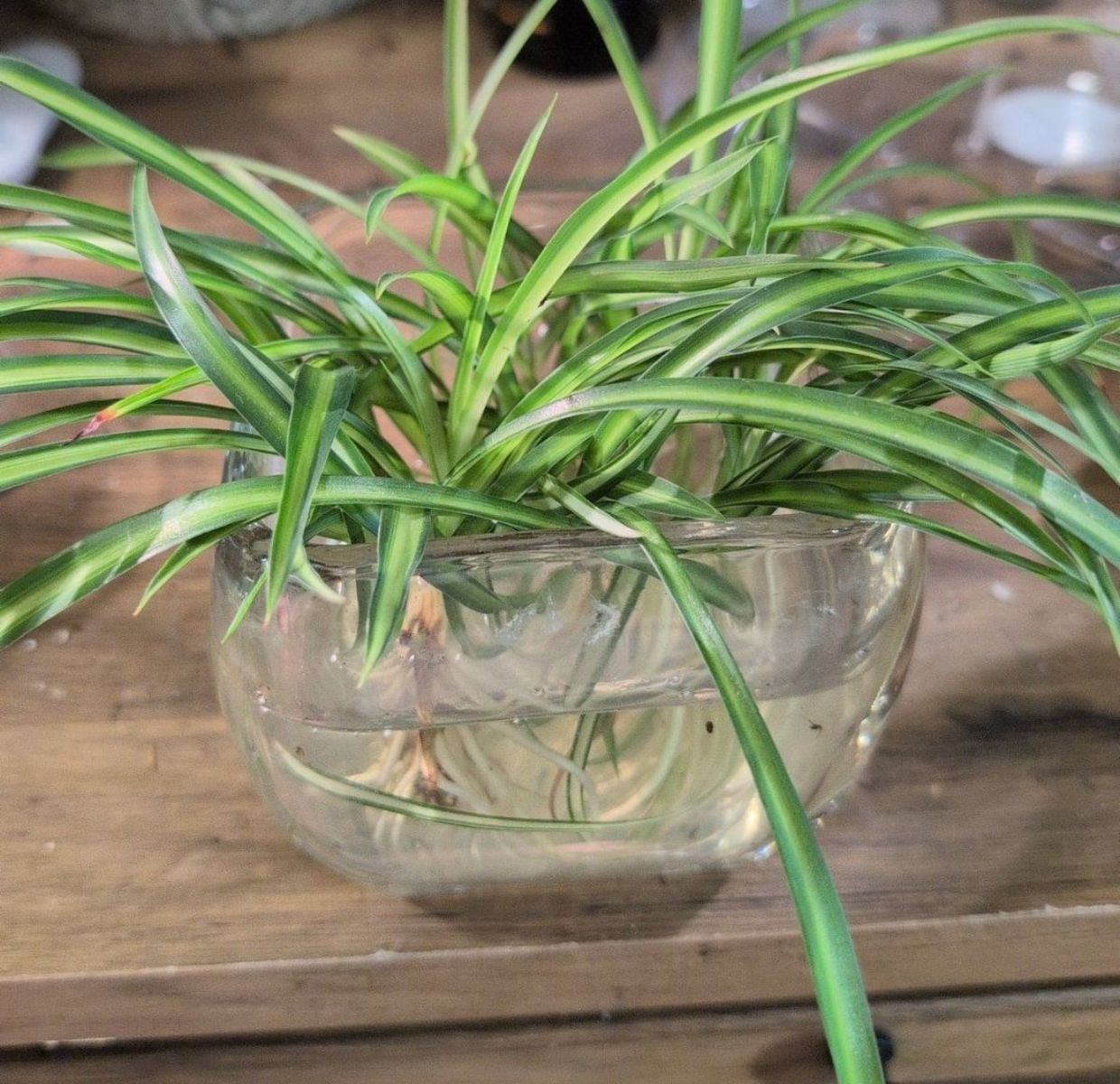 6 Spider Plant Babies