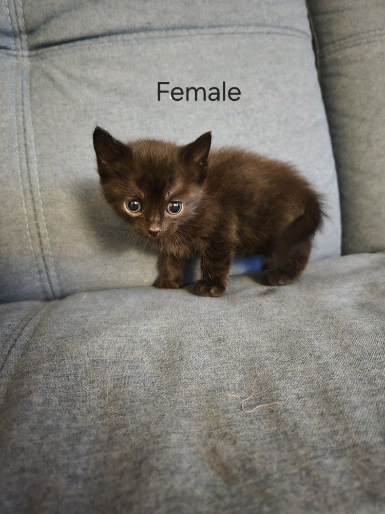 Kittens