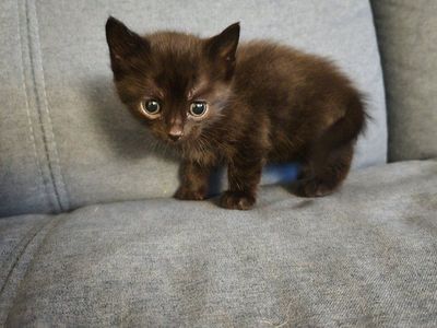 Kittens