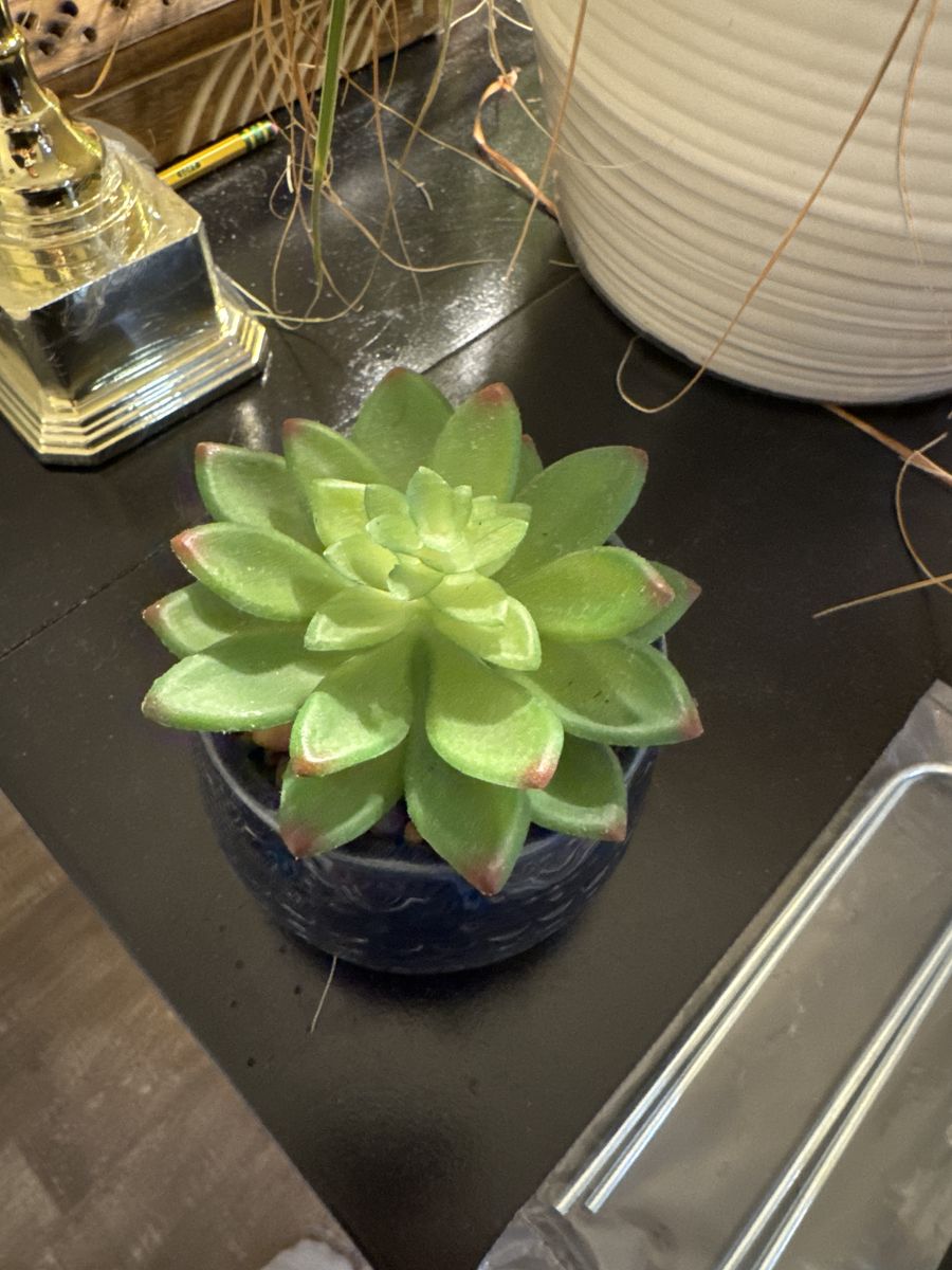 Fake Succulent