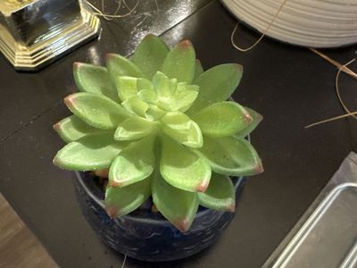Fake Succulent