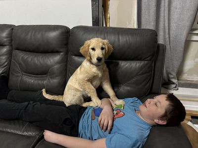 AKC Golden Retrievers