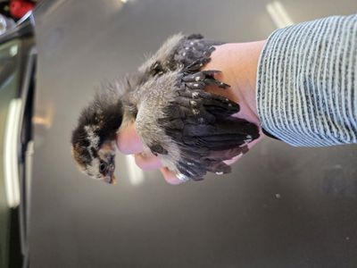 Silver laced Wyandottes