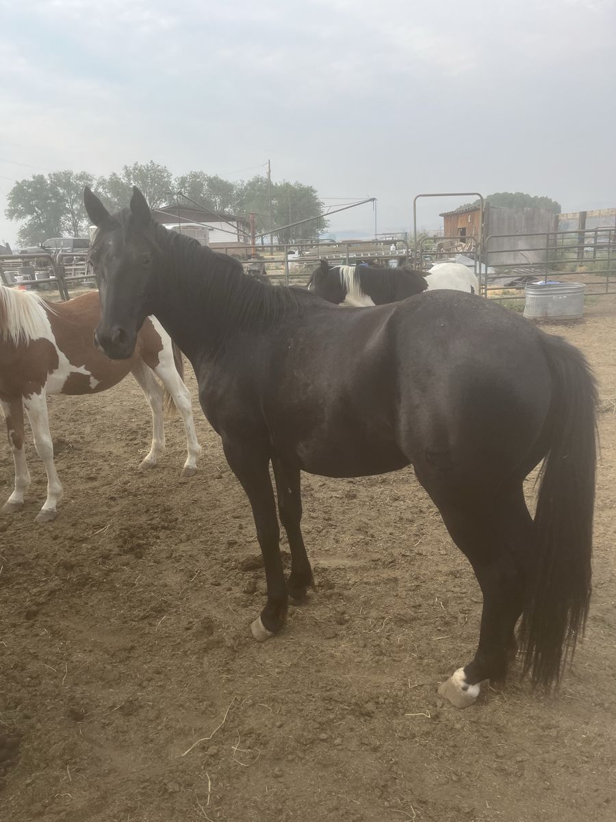 2 yr old grade black gelding