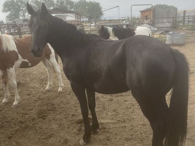 2 yr old grade black gelding