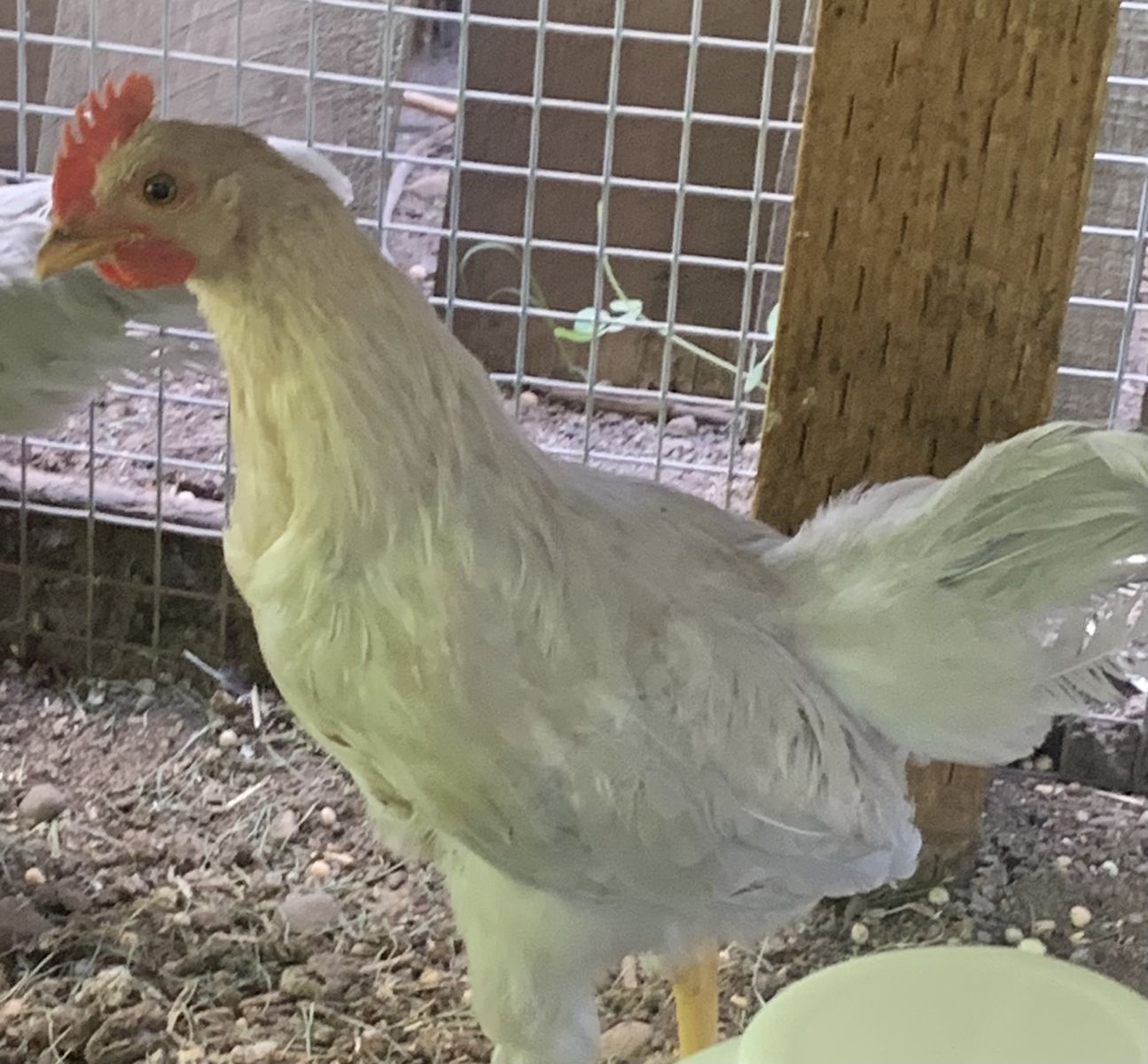Isabel leghorn rooster