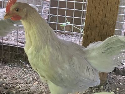 Isabel leghorn rooster