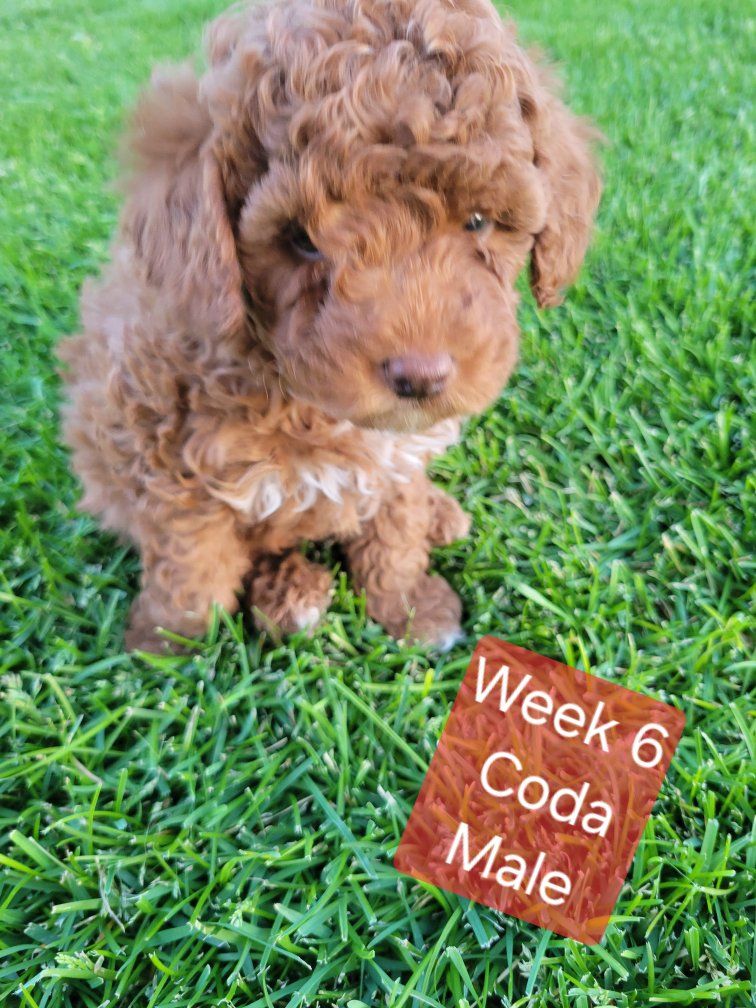 GORGEOUS MICRO / MINI GOLDENDOODLE PUPPIES