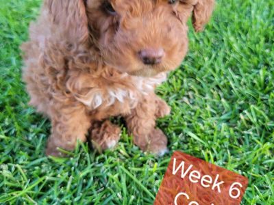 GORGEOUS MICRO / MINI GOLDENDOODLE PUPPIES