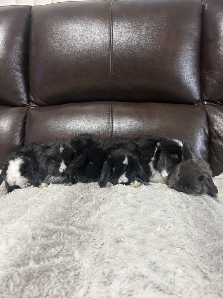 Holland Lops Pedigree
