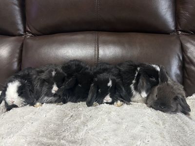 Holland Lops Pedigree