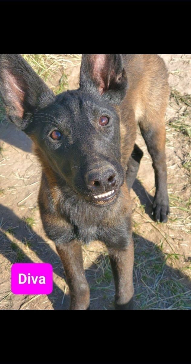 BELGIAN MALINOIS PUREBRED  young dog