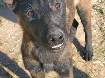 BELGIAN MALINOIS PUREBRED young dog