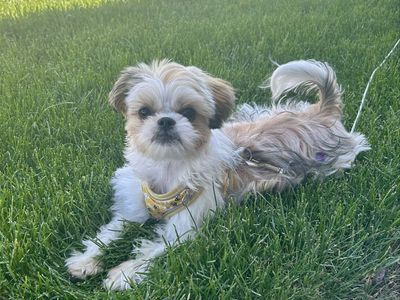 Shorkie Puppy-Coco needs a home!