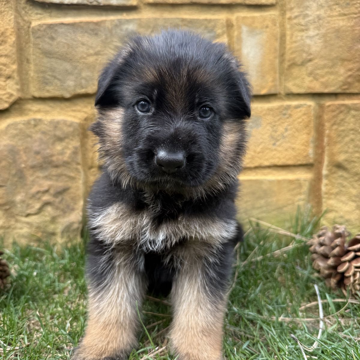 German Shepherd Puppies