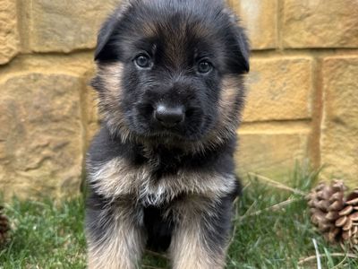 German Shepherd Puppies