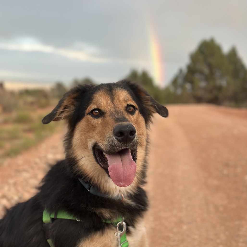 Hello my name is Bolt