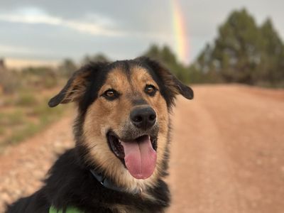 Hello my name is Bolt