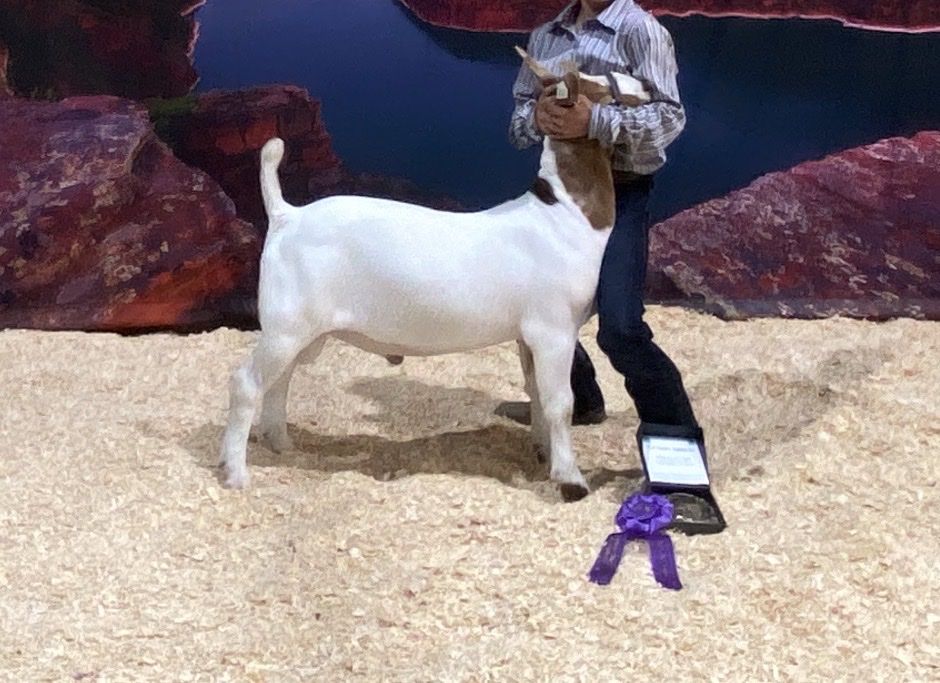 Boer Buck- Offers Considered