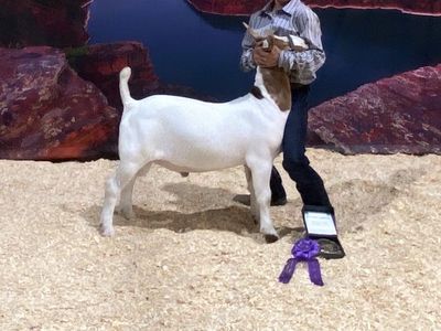 Boer Buck- Offers Considered