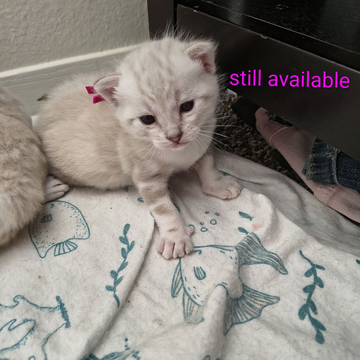 marble Bengal kittens for sale please read ad