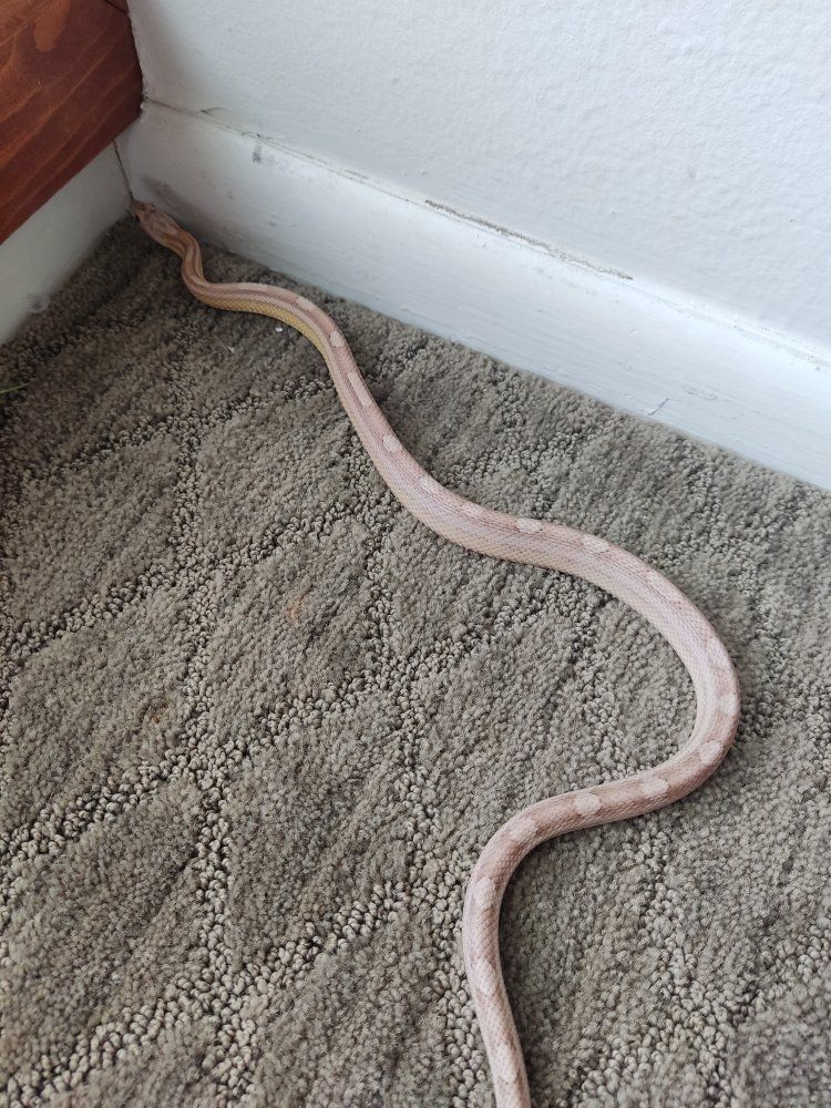 Pale corn snake $100. Ball python $200.