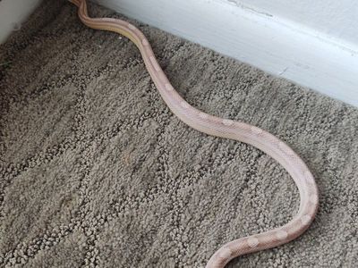Pale corn snake $100. Ball python $200.
