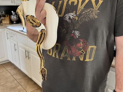 Adult Female Pied/Piebald/Pastel/Het Clown +SetUp