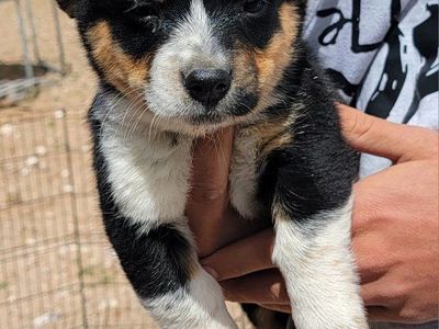 Cowboy Corgi (heeler/corgi cross)