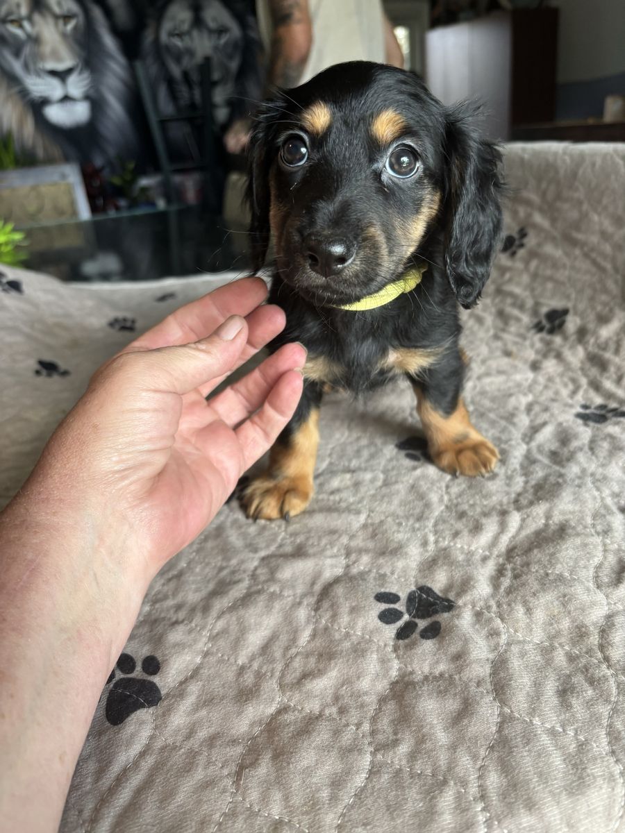 Adorable Dachshund Puppy Available