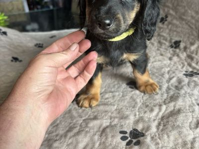 Adorable Dachshund Puppy Available