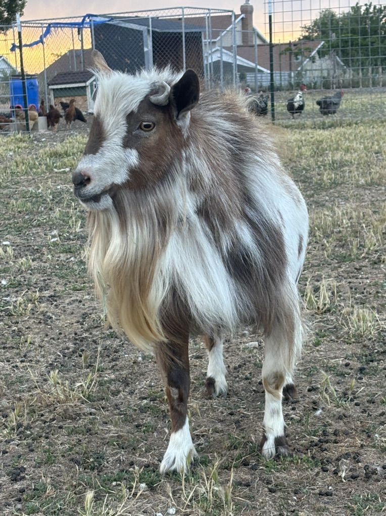 Nigerian Dwarf Billy