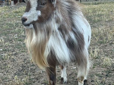 Nigerian Dwarf Billy